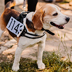Lucky the dog participa la cursa Brasov Heroes